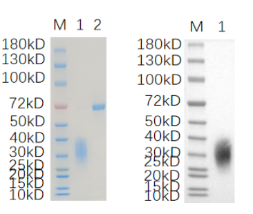 Reducing 4%-20% SDS-PAGE (CBB stained) and WB (Anti-His Mouse Monoclonal antibody) analysis profiles of purified M6PR
1. M6PR: 1 μg
2. BSA: 1 μg